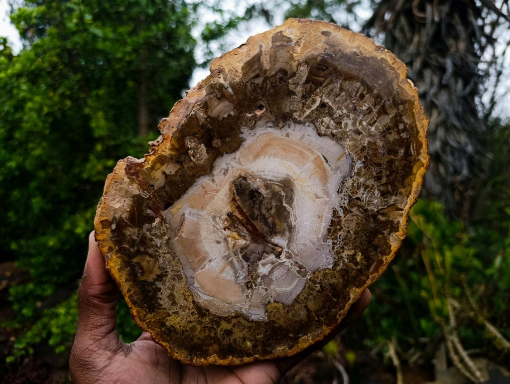 Polished Podocarpus Petrified Wood Slice x 1 From Mahajanga, Madagascar