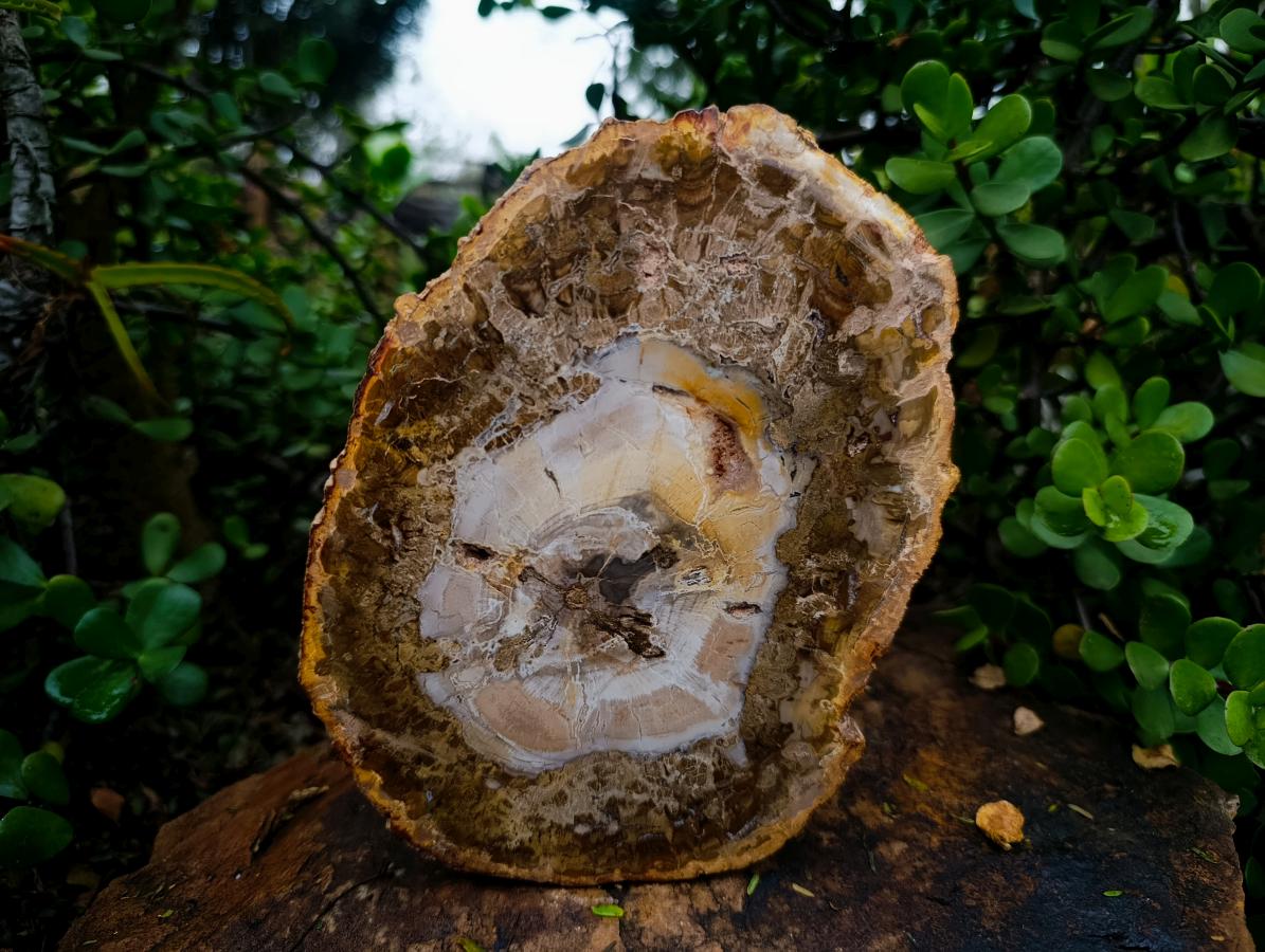 Polished Podocarpus Petrified Wood Slice x 1 From Mahajanga, Madagascar