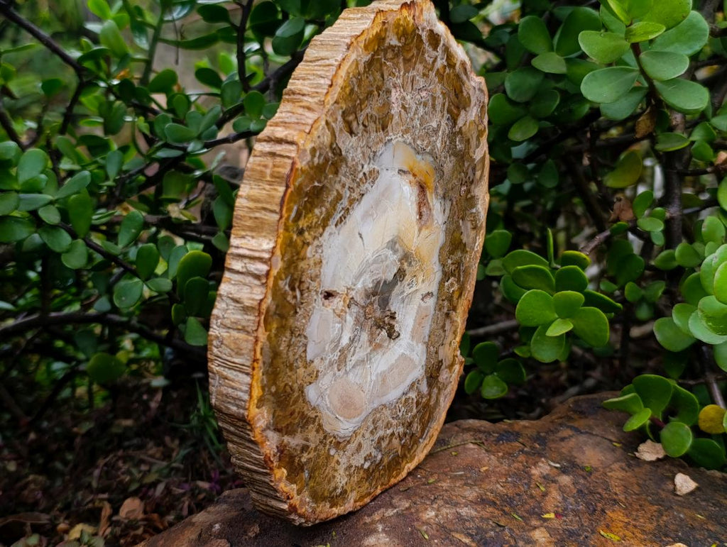 Polished Podocarpus Petrified Wood Slice x 1 From Mahajanga, Madagascar