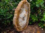 Polished Podocarpus Petrified Wood Slice x 1 From Mahajanga, Madagascar