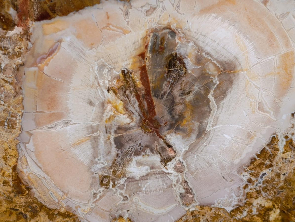 Polished Podocarpus Petrified Wood Slice x 1 From Mahajanga, Madagascar