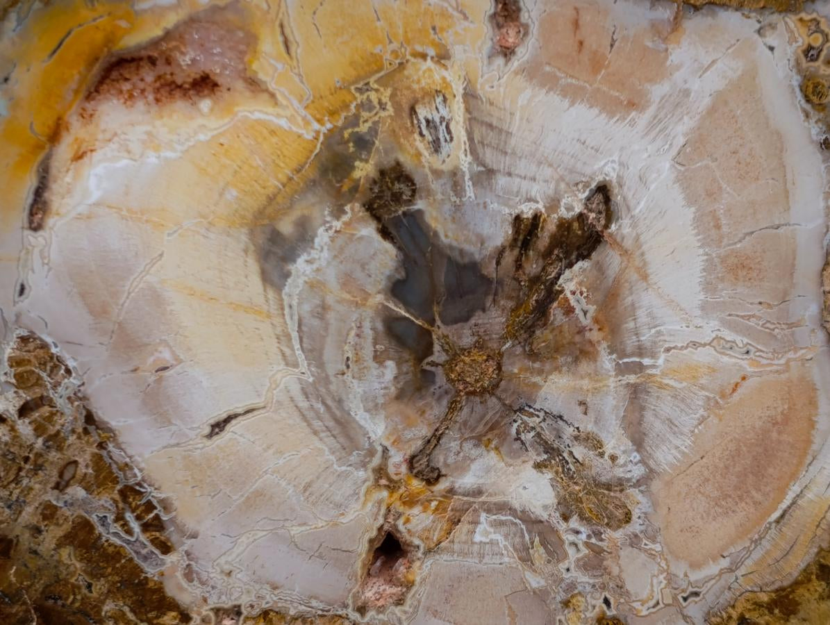 Polished Podocarpus Petrified Wood Slice x 1 From Mahajanga, Madagascar