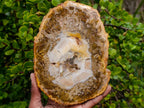 Polished Podocarpus Petrified Wood Slice x 1 From Mahajanga, Madagascar
