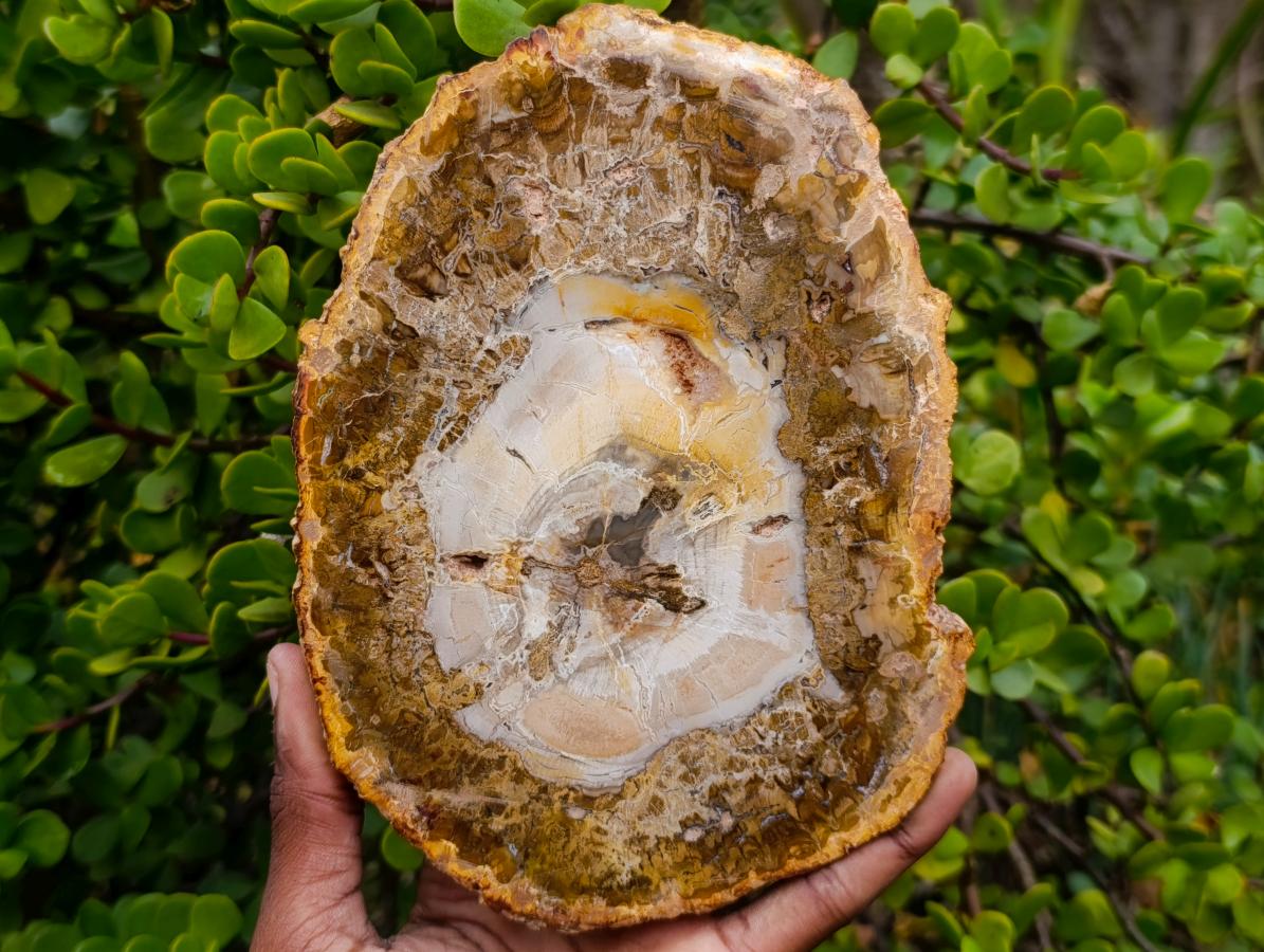Polished Podocarpus Petrified Wood Slice x 1 From Mahajanga, Madagascar