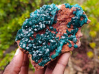 Natural Cabinet Size Dioptase Specimen on a Dolomite Matrix x 1 From Mashamba East Mine, Congo