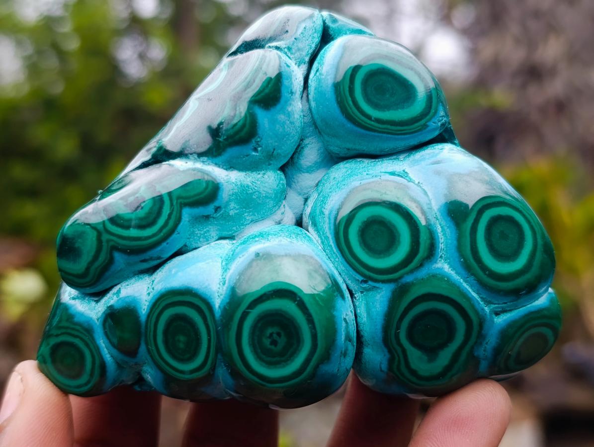 Polished "Eye" Ring Patterned Malacolla Free Form x 1 From Kulukuluku, Congo