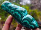 Polished "Eye" Ring Patterned Malacolla Free Form x 1 From Kulukuluku, Congo