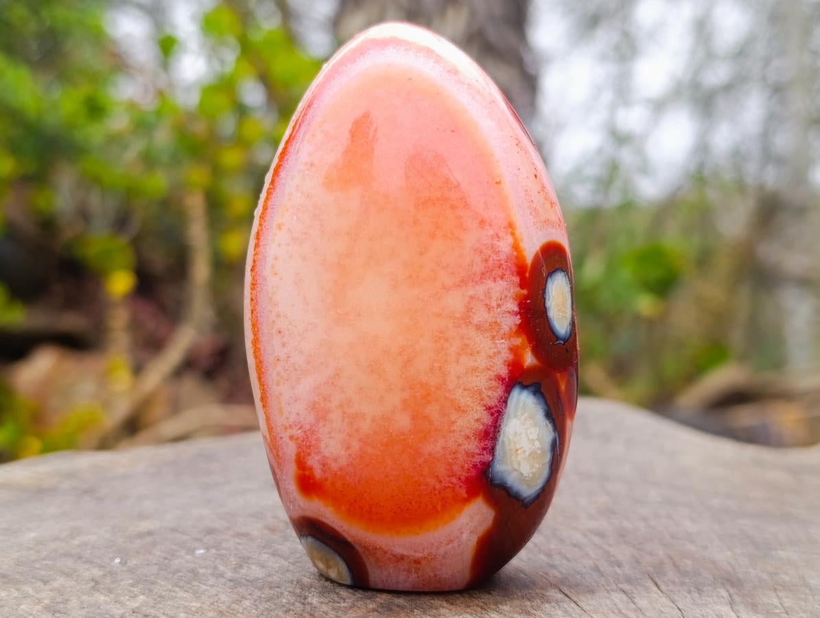Polished Spotted Carnelian Gemstone Standing Display Piece x 1 From Madagascar