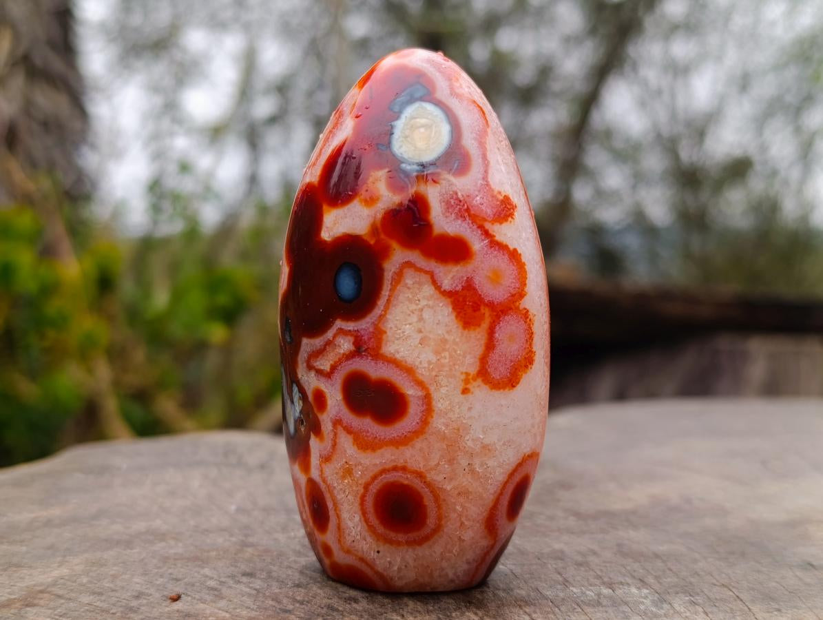 Polished Spotted Carnelian Gemstone Standing Display Piece x 1 From Madagascar