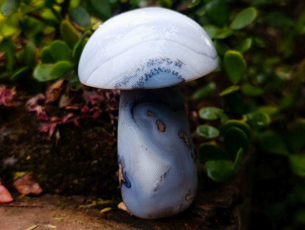 Polished Banded White Agate Mushroom x 1 From Madagascar