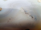 Polished Banded White Agate Mushroom x 1 From Madagascar