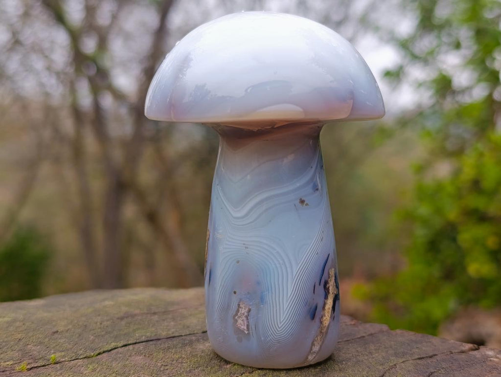Polished Banded White Agate Mushroom x 1 From Madagascar
