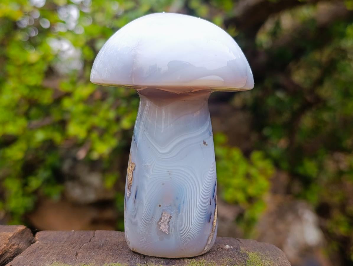 Polished Banded White Agate Mushroom x 1 From Madagascar