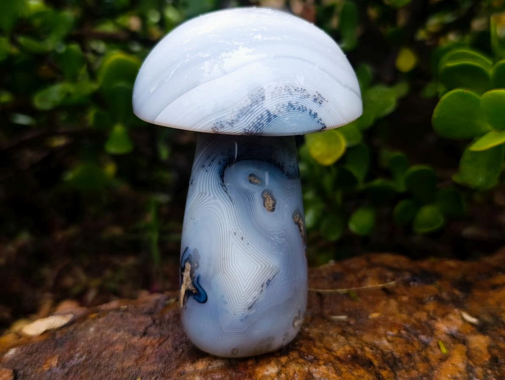Polished Banded White Agate Mushroom x 1 From Madagascar