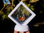 Polished Pair of Fossilised Baltic Amber Cabochon Earrings - Sold Per Pair - From Poland