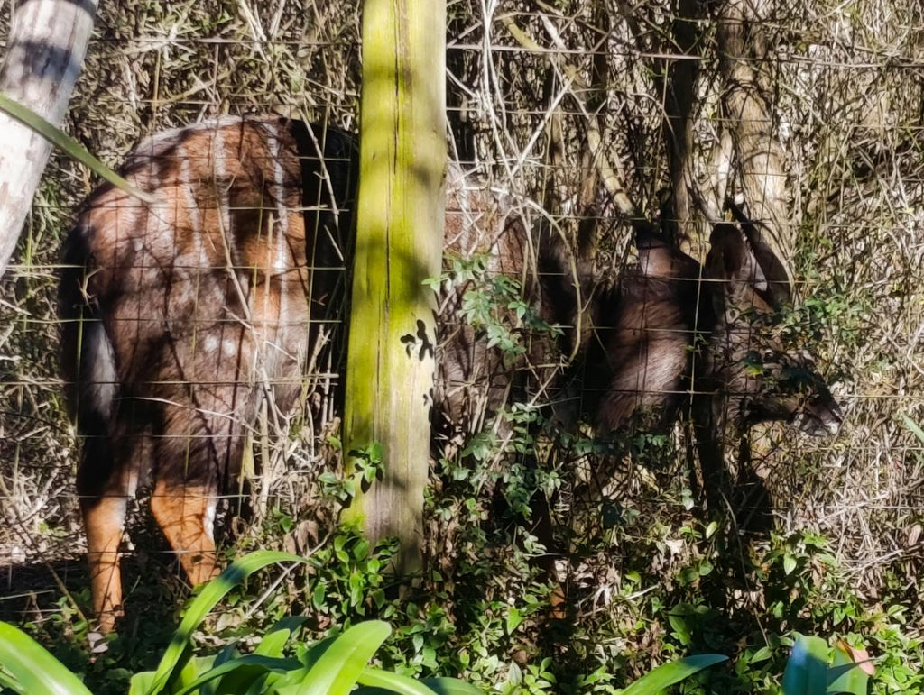Natural Large Barite with Malachite Specimen on a Dolomite Matrix x 1 From Shangulowe Mine, Congo