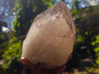 Natural Large Cascading Smokey Tessin Quartz Crystal x 1 From Mulanje, Malawi