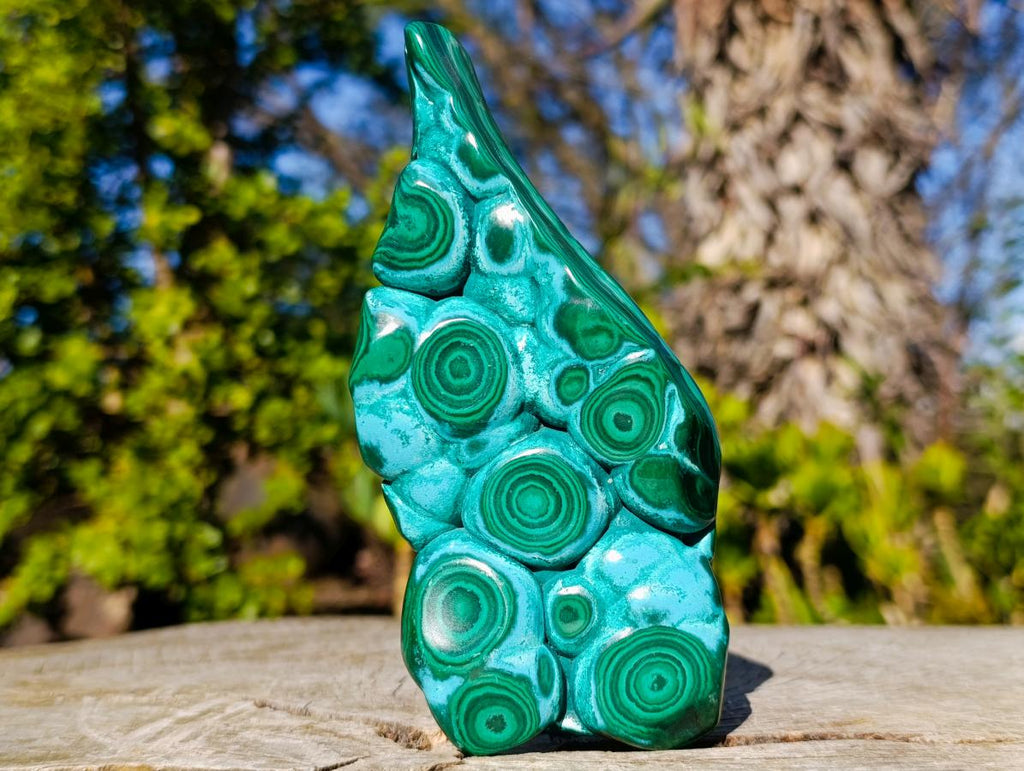Polished "Eye" Ring Patterned Malacolla Free Form x 1 From Kulukuluku, Congo