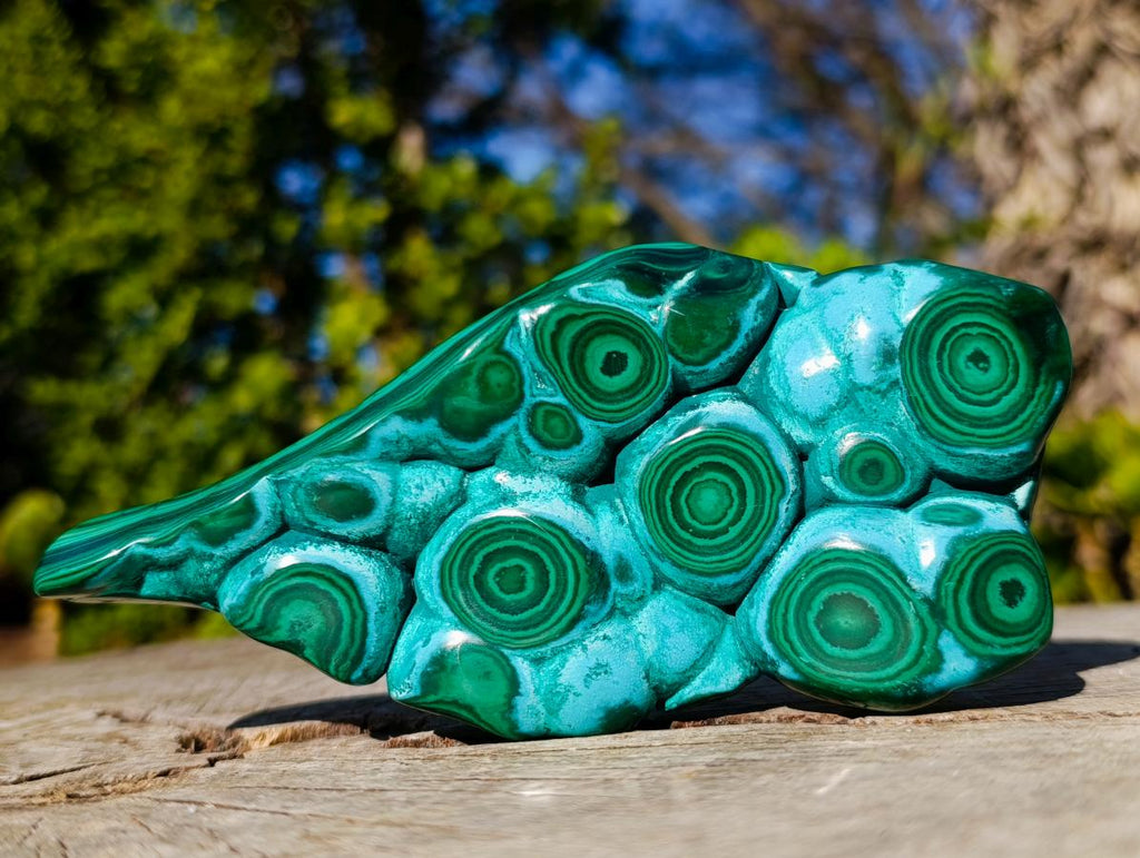 Polished "Eye" Ring Patterned Malacolla Free Form x 1 From Kulukuluku, Congo