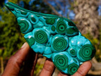 Polished "Eye" Ring Patterned Malacolla Free Form x 1 From Kulukuluku, Congo