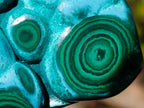 Polished "Eye" Ring Patterned Malacolla Free Form x 1 From Kulukuluku, Congo