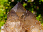 Natural White Phantom Centred Cascading Smokey Citrine Crystal Cluster x 1 From Luena, Congo