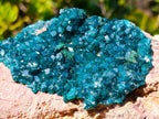 Natural Gorgeous Large Dioptase Specimen on a Dolomite Matrix x 1 From Mashamba East, Congo