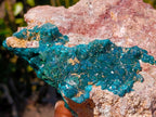 Natural Gorgeous Large Dioptase Specimen on a Dolomite Matrix x 1 From Mashamba East, Congo