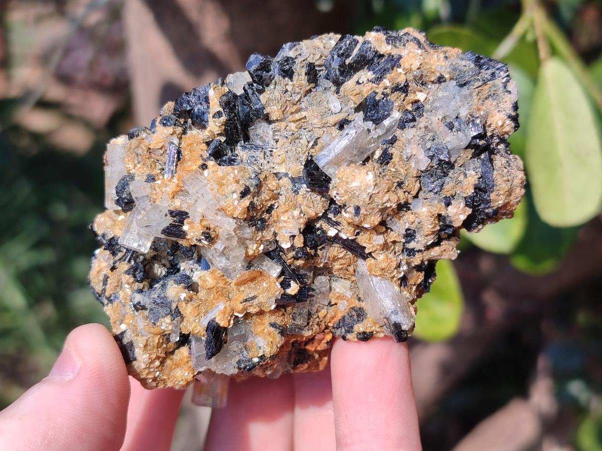 Natural Goshenite Clear Beryl Crystals in Schorl and Muscovite x 1 From Namibia
