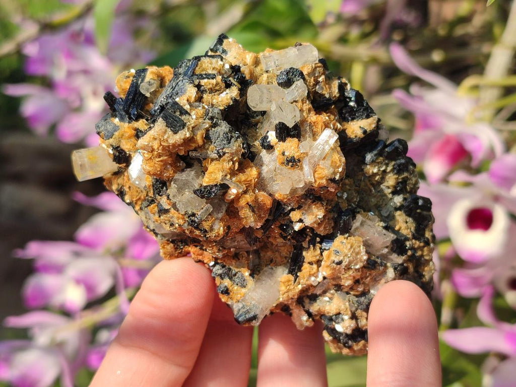Natural Goshenite Clear Beryl Crystals in Schorl and Muscovite x 1 From Namibia