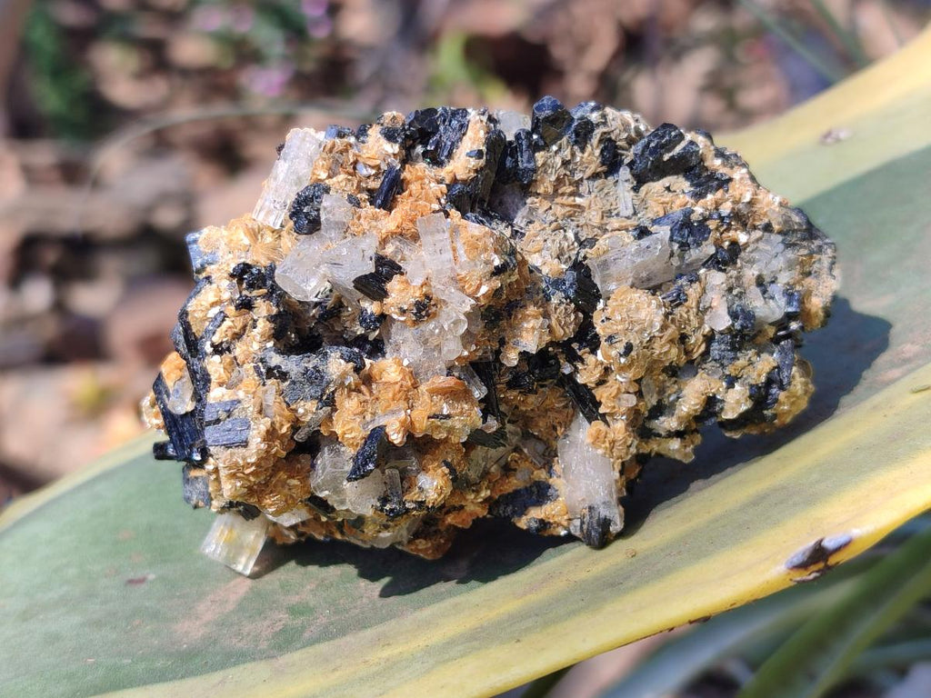 Natural Goshenite Clear Beryl Crystals in Schorl and Muscovite x 1 From Namibia
