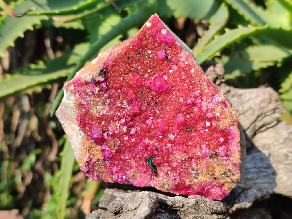 Natural Bright Pink Salrose Cobaltoan Dolomite Specimen with Crystalline Malachite x 1 From Kakanda, Congo