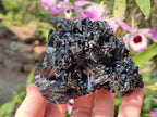 Natural Multi Terminated Schorl Black Tourmaline Striated Floater Formation x 1 From Erongo, Namibia
