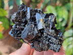 Natural Multi Terminated Schorl Black Tourmaline Striated Floater Formation x 1 From Erongo, Namibia
