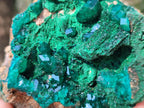 Natural Emerald Dioptase and Fibrous Malachite Specimen x 1 From Mashamba East, Congo