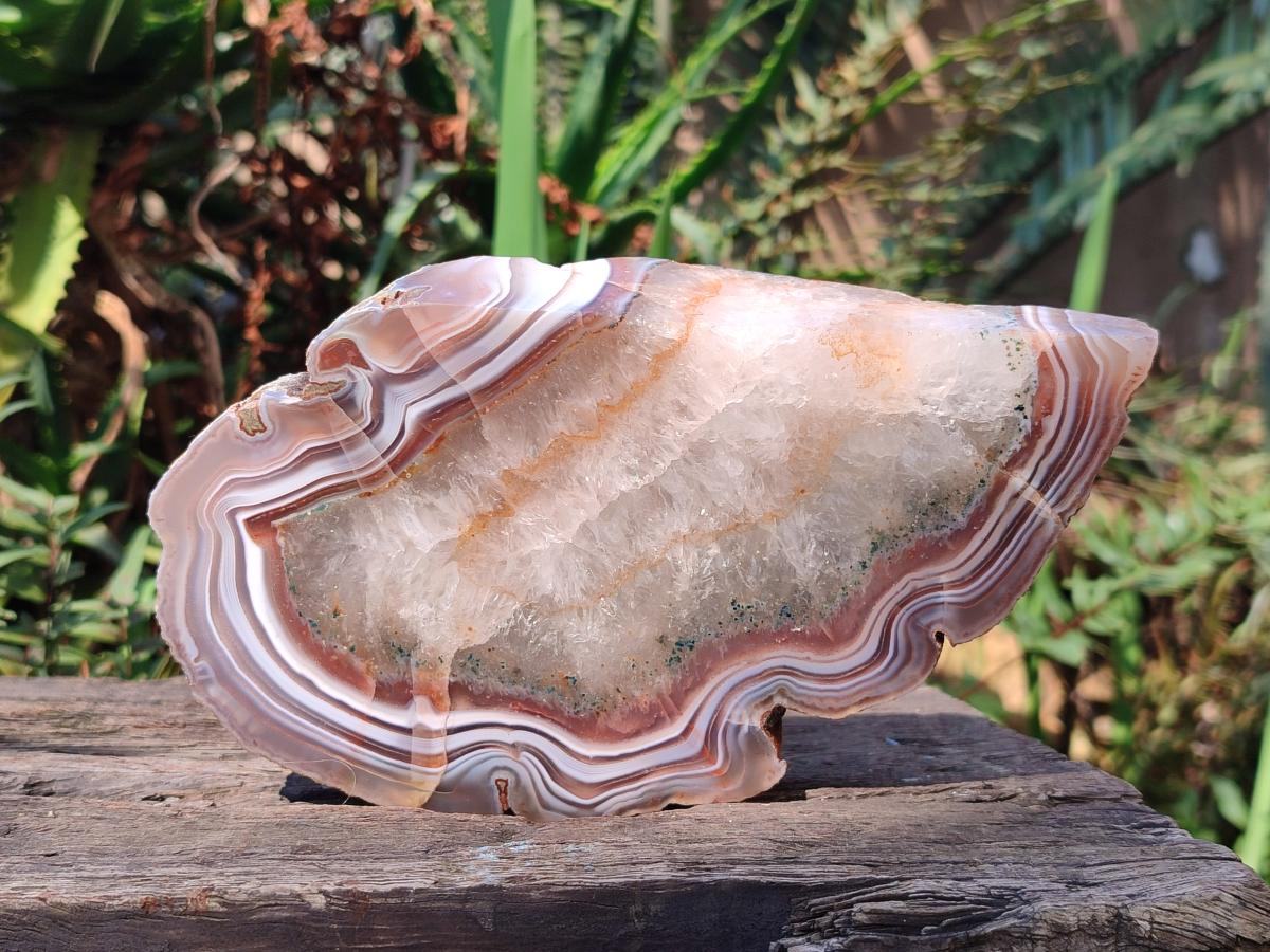 Polished One Side Pair of Red Shashe River Agate Slices with Matching Concentric Ring Patterns x 1 From Shashe River, Zimbabwe