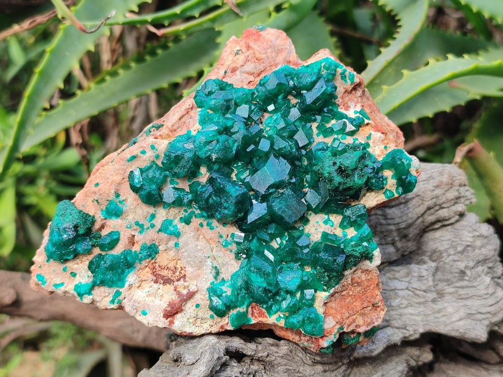 Natural Cabinet Dioptase Specimen with Extra Large Crystals x 1 From Mashamba East Mine, Congo