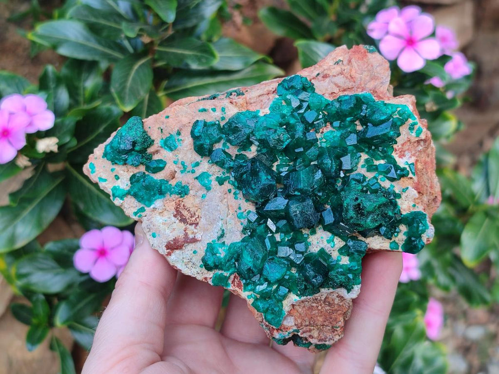 Natural Cabinet Dioptase Specimen with Extra Large Crystals x 1 From Mashamba East Mine, Congo