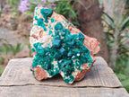 Natural Cabinet Dioptase Specimen with Extra Large Crystals x 1 From Mashamba East Mine, Congo