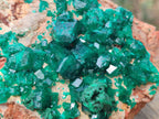Natural Cabinet Dioptase Specimen with Extra Large Crystals x 1 From Mashamba East Mine, Congo