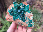 Natural Cabinet Dioptase Specimen with Extra Large Crystals x 1 From Mashamba East Mine, Congo