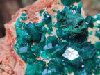Natural Cabinet Dioptase Specimen with Extra Large Crystals x 1 From Mashamba East Mine, Congo