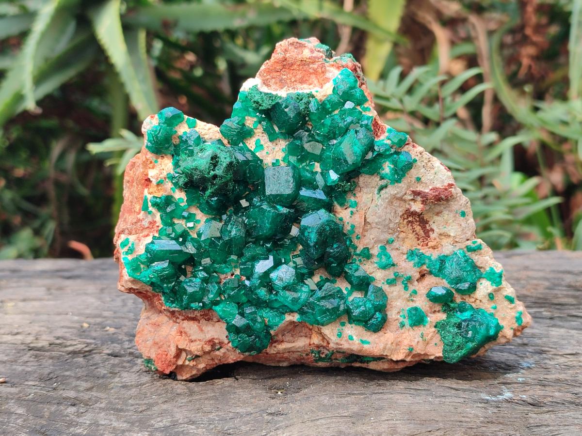 Natural Cabinet Dioptase Specimen with Extra Large Crystals x 1 From Mashamba East Mine, Congo