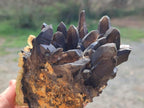 Natural Hyalite Opal on a Dark Morion Smokey Quartz Cluster x 1 From Erongo, Namibia