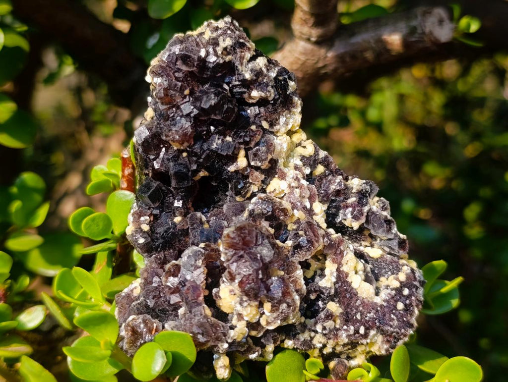 Natural Cubic Brown Fluorite Specimen with Yellow Muscovite Mica x 1 From Erongo Mountain, Namibia