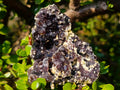 Natural Cubic Brown Fluorite Specimen with Yellow Muscovite Mica x 1 From Erongo Mountain, Namibia