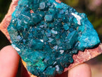 Natural Small 6.6 cm Dioptase Specimen on a Dolomite Matrix x 1 From Mashamba East Mine, Congo