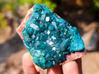 Natural Small 6.6 cm Dioptase Specimen on a Dolomite Matrix x 1 From Mashamba East Mine, Congo