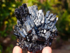 Natural Multi Terminated Splayed Black Schorl Tourmaline Floater Specimen x 1 From Erongo, Namibia