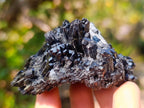 Natural Multi Terminated Splayed Black Schorl Tourmaline Floater Specimen x 1 From Erongo, Namibia